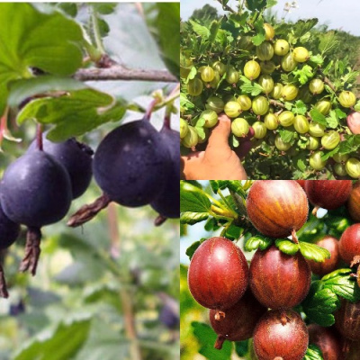 Комплект КРЫЖОВНИК MIX в Шымкенте