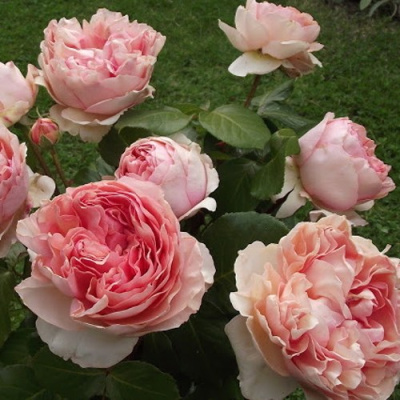 Роза ФИЛИНГ чайно-гибридная в Шымкенте