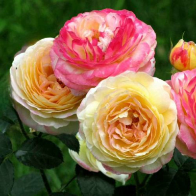 Роза РОЗОМАН ЖАНОН шраб в Шымкенте