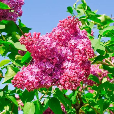 Сирень КРАСНАЯ МОСКВА в Шымкенте