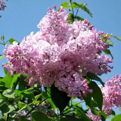 Сирень БУФФОН в Шымкенте