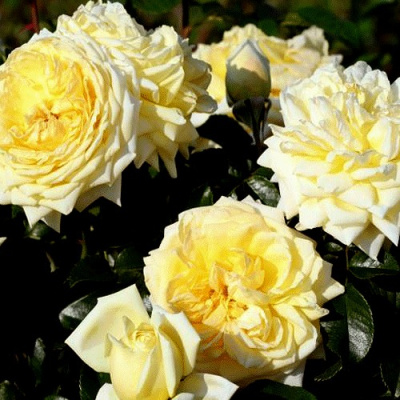 Роза НАДЯ МЕЙДИЛАНД почвопокровная в Шымкенте