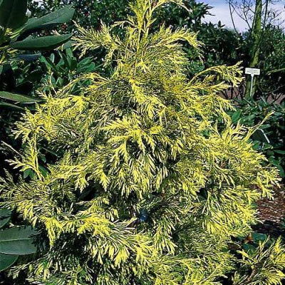 Туя ЗЕБРИНА ЭКСТРА ГОЛД складчатая в Шымкенте