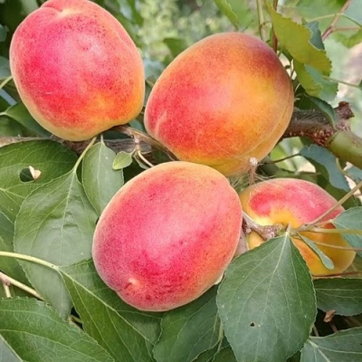 Абрикос ОСОБЕННЫЙ ДЕНИСЮКА в Шымкенте