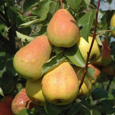 Груша СЕВЕРЯНКА в Шымкенте