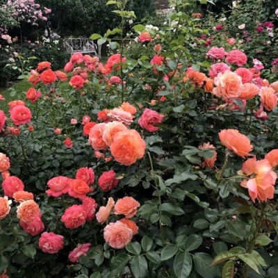 Роза БЕЛЬВЕДЕР шраб в Шымкенте