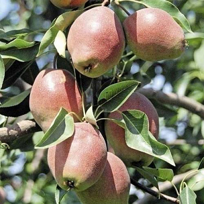 Груша КИРГИЗСКАЯ ЗИМНЯЯ в Шымкенте