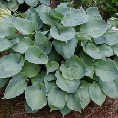 Хоста МУНЛАЙТ СОНАТА гибридная в Шымкенте