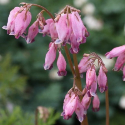 Дицентра изящная в Шымкенте