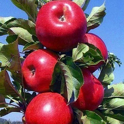 Колонновидные яблони в Шымкенте