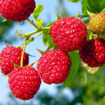 Малина МЕТЕОР в Шымкенте