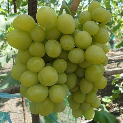 Виноград ХЕЛЕНА в Шымкенте
