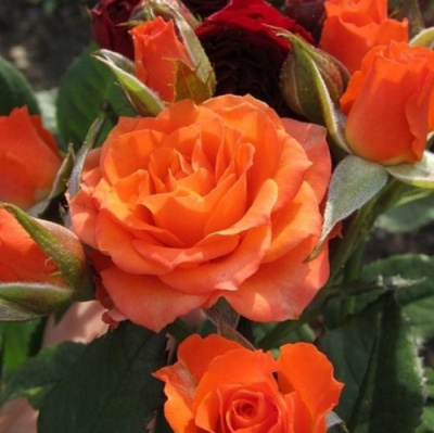 Роза АЛЕГРИЯ спрей в Шымкенте