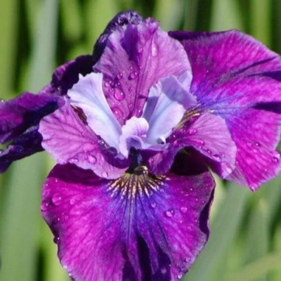 Ирис СИ Я ЛЕЙТЕР сибирский в Шымкенте