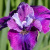 Ирис СИ Я ЛЕЙТЕР сибирский в Шымкенте