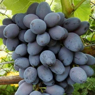 Черный виноград в Шымкенте