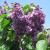 Сирень ВИОЛЕТТА в Шымкенте