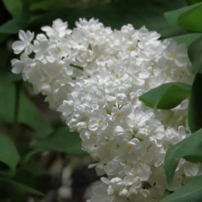 Сирень РУССКИЙ СЕВЕР в Шымкенте