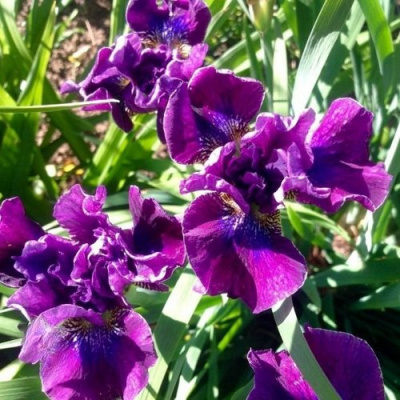 Ирис БАНДЛ ОВ ДЖОЙ сибирский в Шымкенте