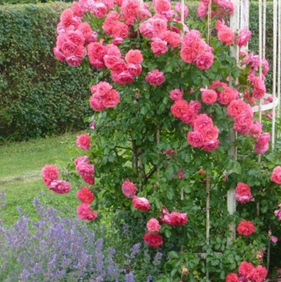 Роза РОЗАРИУМ ЮТЕРСОН плетистая в Шымкенте