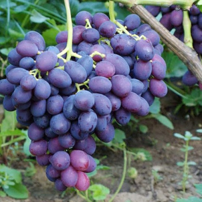 Виноград КАТАЛОНИЯ в Шымкенте