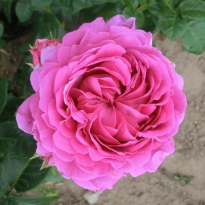 Роза АНУШКА чайно-гибридная в Шымкенте