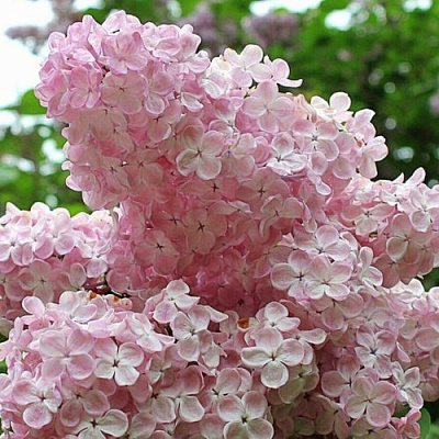 Сирень ВЕЧЕРНИЙ ЗВОН в Шымкенте