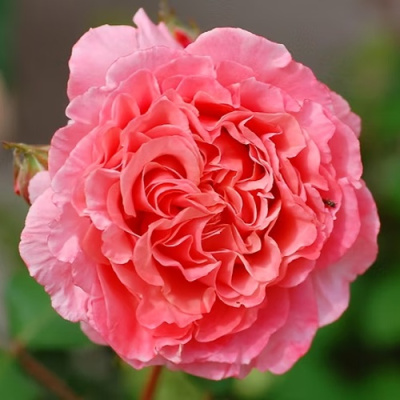 Роза ЛОРАН КАБРОЛЬ шраб в Шымкенте