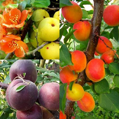 Комплект САД ДЛЯ ГУРМАНА в Шымкенте