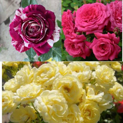 Комплект РОЗОВЫЙ АКЦЕНТ в Шымкенте