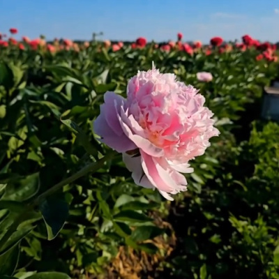 Пион ИМПЕРАТОРСКАЯ НАЛОЖНИЦА древовидный в Шымкенте