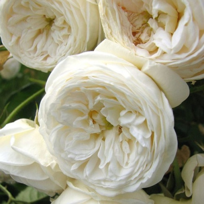 Роза АРТЕМИС шраб в Шымкенте