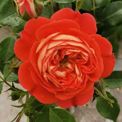 Роза СТАРЛЕТ РОУЗ КАРМЕН плетистая в Шымкенте