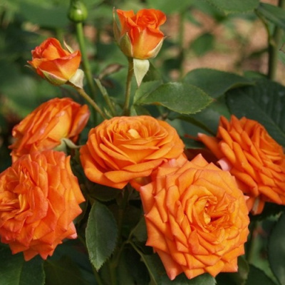 Роза БЕЙБ спрей в Шымкенте