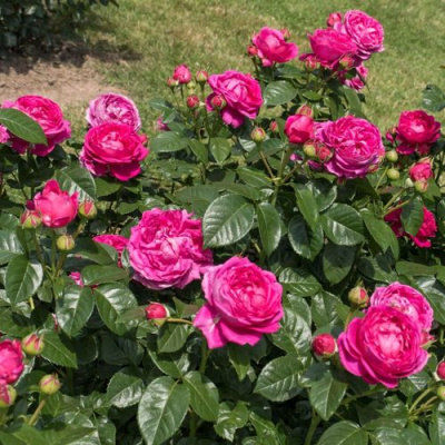 Роза АНУШКА чайно-гибридная в Шымкенте