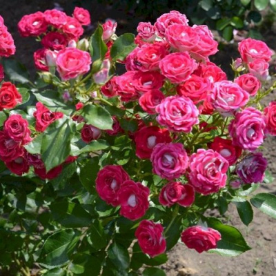 Роза ШОНЕ КОБЛЕНЦЕРИН флорибунда в Шымкенте