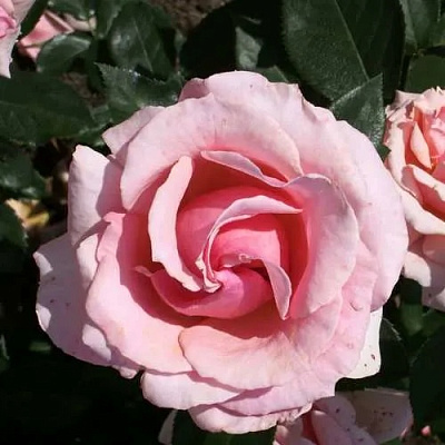 Роза ПОЭЗИЯ флорибунда в Шымкенте