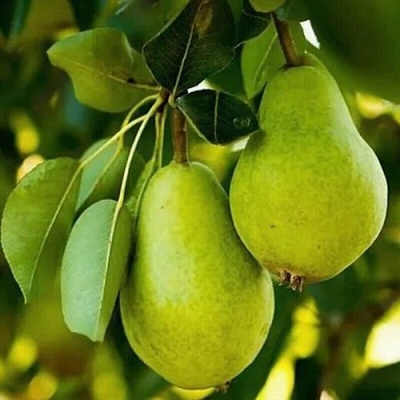 Груша СЕВЕРЯНКА колонновидная в Шымкенте