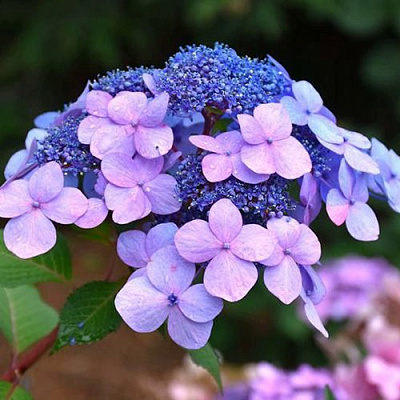 Гортензия ЭНДЛЕСС САММЕР ТВИСТ ЭНД ШАУТ крупнолистная в Шымкенте