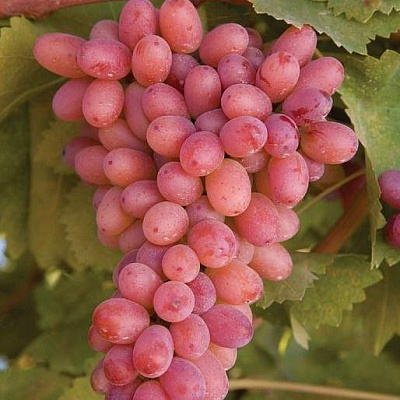 Розовый виноград в Шымкенте