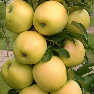 Яблоня колонновидная в Шымкенте