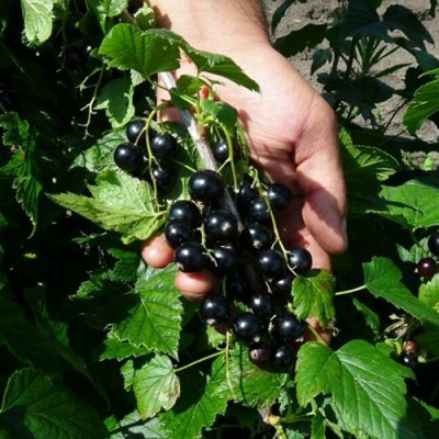 Смородина чёрная СЕЛЕЧЕНСКАЯ в Шымкенте