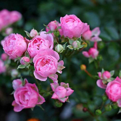 Роза полиантовая в Шымкенте
