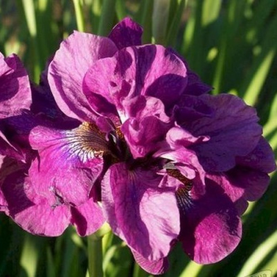 Ирис БАНДЛ ОВ ДЖОЙ сибирский в Шымкенте