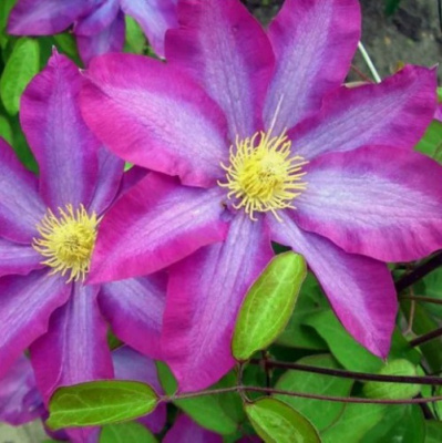 Клематис КАКИО в Шымкенте