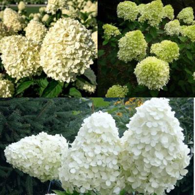 Комплект НЕЖНЫЙ КАПУЧИНО в Шымкенте