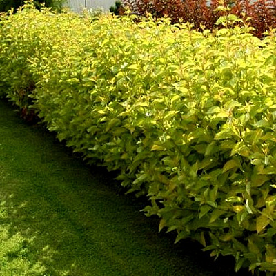 Комплект ДАРТС ГОЛД в Шымкенте