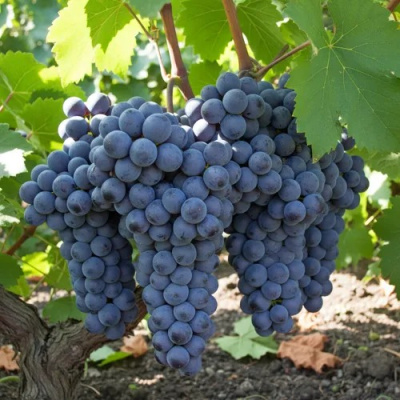 Виноград ЮККА в Шымкенте