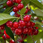 Вишня ГИРЛЯНДА в Шымкенте