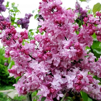 Сирень ОЛИМПИАДА КОЛЕСНИКОВА в Шымкенте